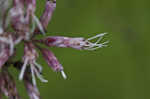 Joe Pye weed